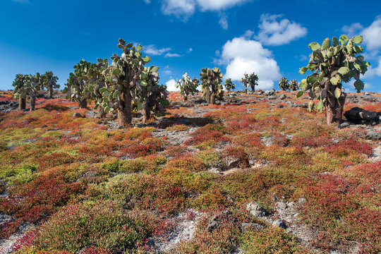 Galapagos islands. Ecuador. Colorful landscape with endemic opuntia cactus trees. South Plaza island.