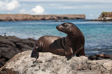 Ecuador. Galapagos Islands. Plaza Sur island. Galapagos sea lion (Zalophus californianus) on a...