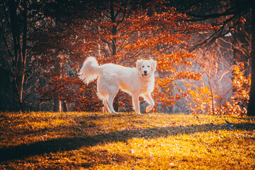 golden retriever running