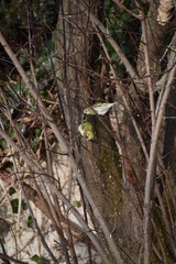 Vogelhäuschen mit Vogel