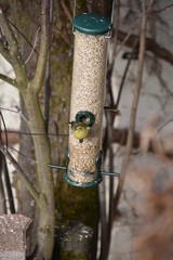Vogelhäuschen mit Vogel