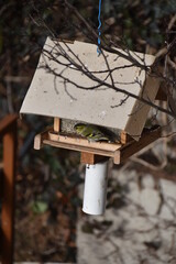 Vogelhäuschen mit Vogel