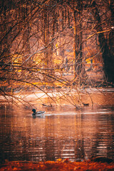 reflections on water