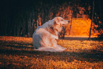 golden retriever running in the field