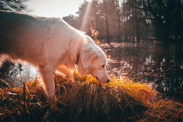 dog in the woods