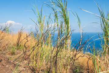 Typische Vegetation in der Schilfzone am Stromboli
