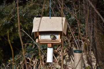 Haussperling bei Futterhaus