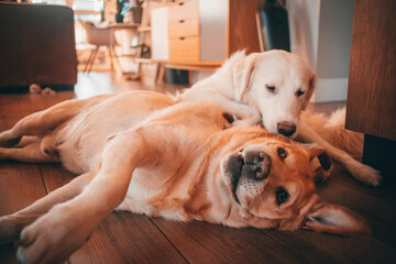 golden retriever puppy