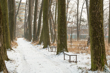 Winter road between trees with benches in the woods