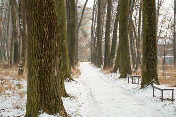 Winter road between trees with benches in the woods