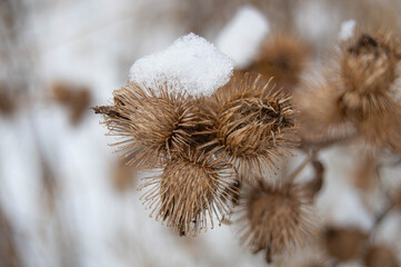 Dry burdock in winter with snow on a blurred background