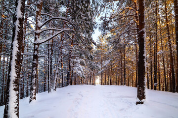 Fototapeta premium Winter landscape. Snow-covered pine forest on a sunny day