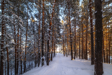 Winter landscape. Snow-covered pine forest on a sunny day