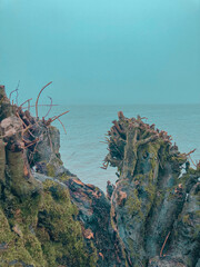 tree in the sea
