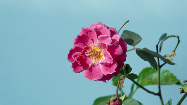 An image of a rose flower