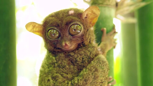 Close up shot of the Philippine Tarsier in its natural habitat on Bohol Island, Philippines. The Philippine Tarsier is one of the world's smallest primates.
