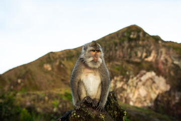 Sitting monkey posing for photo at sunrise