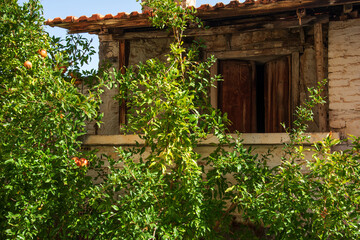 Fototapeta na wymiar Pomegranate tree and old house