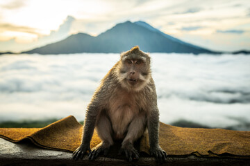 Obraz na płótnie Canvas Seated monkey posing for photo on a sea of clouds background