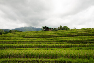 Fototapeta na wymiar Terraced rice fields before the storm