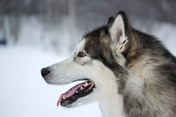 An adult gray-spirited dog of the Alaskan Malamute breed walks on the street in snowy weather Moscow region