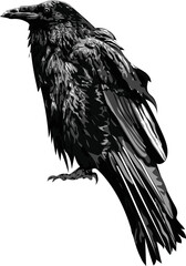 Raven / Crow/ Original art  / Isolated vector illustration.