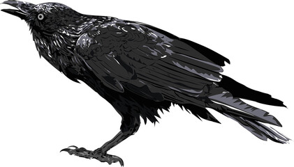 Fototapeta premium Raven / Crow/ Original art / Isolated vector illustration.