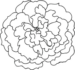 Hand drawn and painting design Fairy Rose or Pygmy Rose , colorful tropical Flower,blue rose
Hand drawn Lavender flower