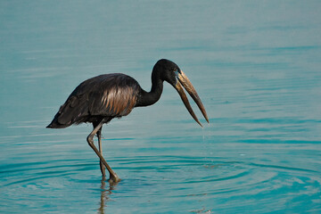 Stork Wading, lake Manze, Tanzania