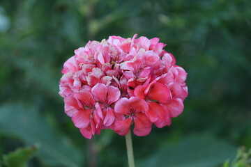 Imagen de un geranio rosa.