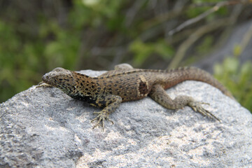 Lava Lizard of the Galapagos Islands