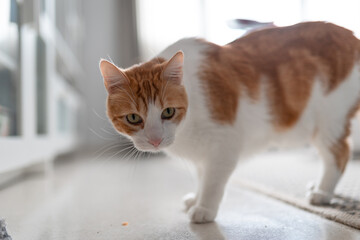 brown and white cat with green eyes close up