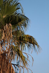 Imagen vertical de una palmera en un día claro.