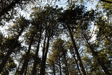 Obraz premium Austria, Johannesbach Gorge