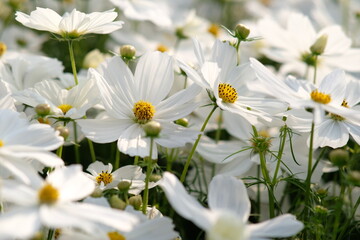 white daisies in the garden