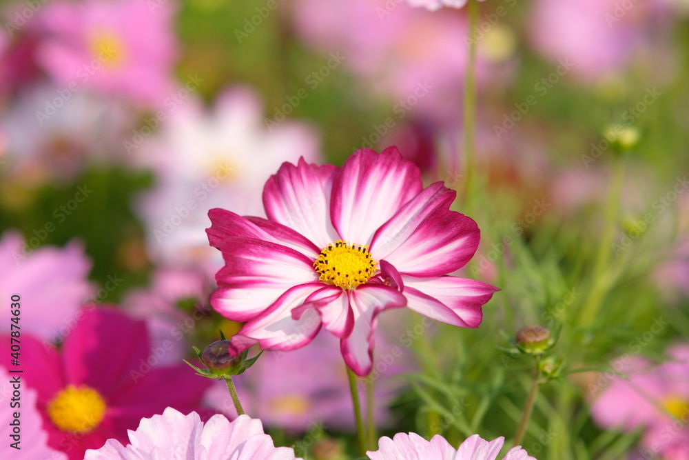 Poster pink cosmos flower