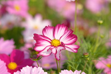 Obraz premium pink cosmos flower