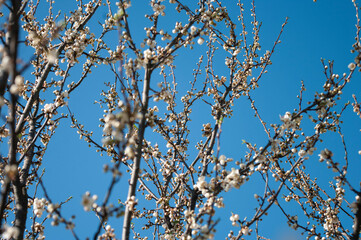First flowers bloomig tree of plum, white flowers, blue sky, bokeh effect. selected focus. Spring time. Botanical background.