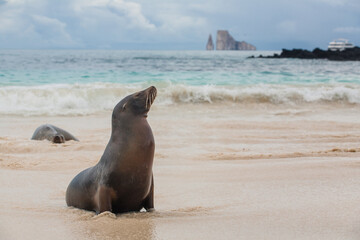 Galapagos Islands. Ecuador. Galapagos sea lion on the beach of San Cristobal Island with Leon...