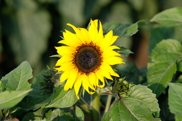 beautiful sunflower in the garden background