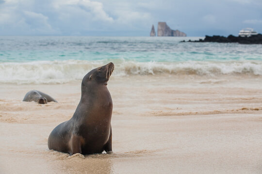 Galapagos Islands. Ecuador. Galapagos sea lion on the beach of San Cristobal Island with Leon Dormido at the background. Beaches of Galapagos Islands.