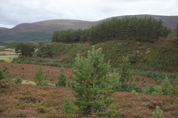 Scotland landscape in the summer