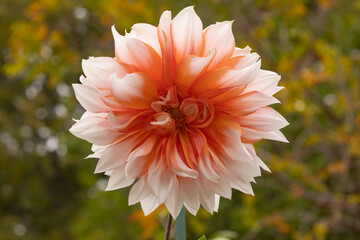 Beautiful specimen of soft orange dahlia flower, of the genus of plants of the Asteraceae family, full of color, it is one of the flowers of the Royal Botanical Garden of Madrid, in Spain.