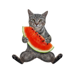 A gray cat sits with a slice of watermelon. White background. Isolated.