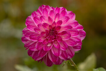 Obraz premium Beautiful specimen of pink dahlia flower, of the genus of plants of the Asteraceae family, full of color, it is one of the flowers of the Royal Botanical Garden of Madrid, in Spain.