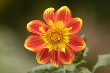 Beautiful specimen of orange dahlia flower, of the genus of plants of the Asteraceae family, full of color, it is one of the flowers of the Royal Botanical Garden of Madrid, in Spain.