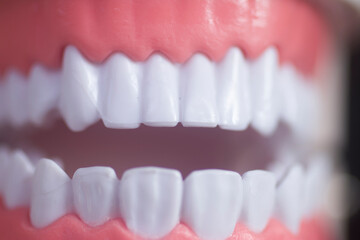 Dental white teeth model