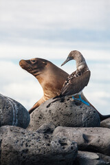 Sea lion and blue-footed booby.  Galapagos Islands.