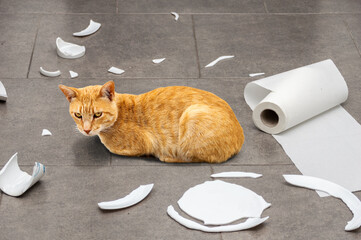 Naughty cat and sitting in the middle of mess in the kitchen.