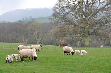 羊のある風景イギリス